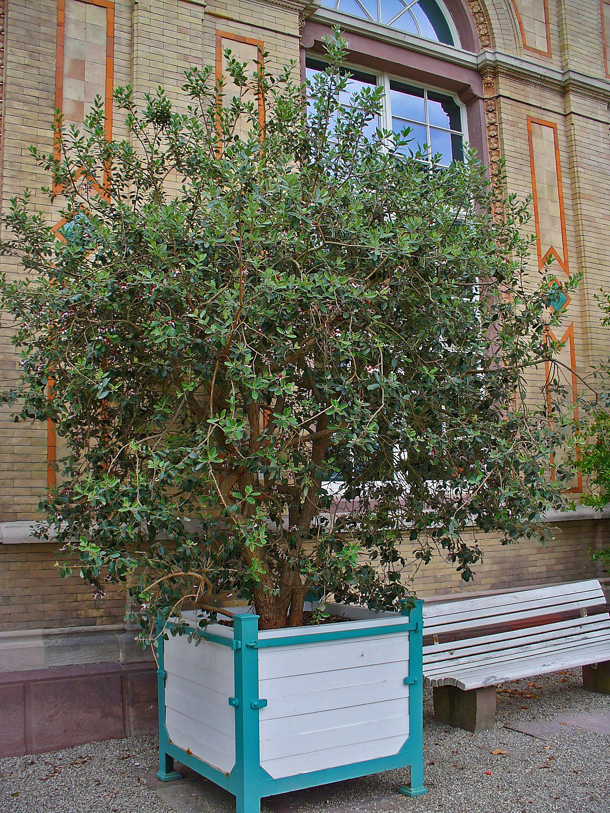 معرفی و راهنمای پرورش درختان میوه - فیجوآ